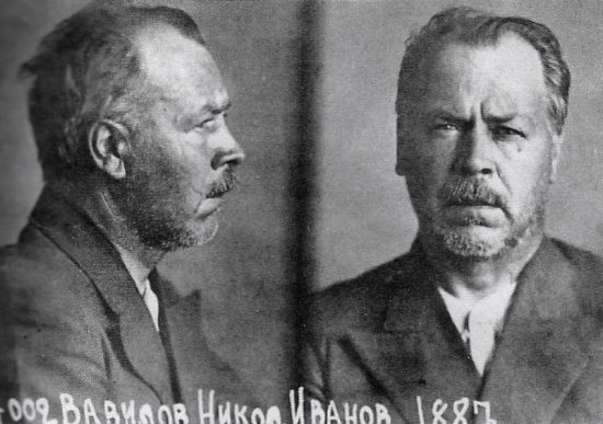 Vavilov in prison 