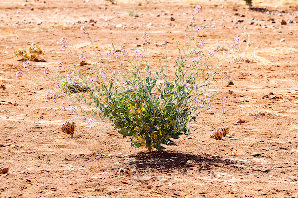 Marruecos-2016-4867