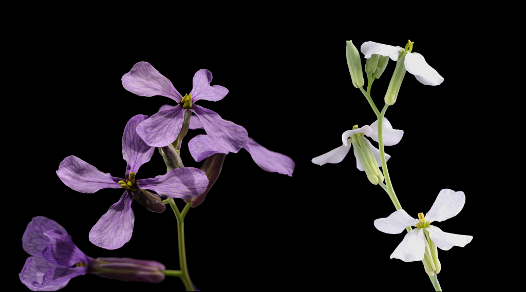 Moricandia arvensis spring and summer flowers