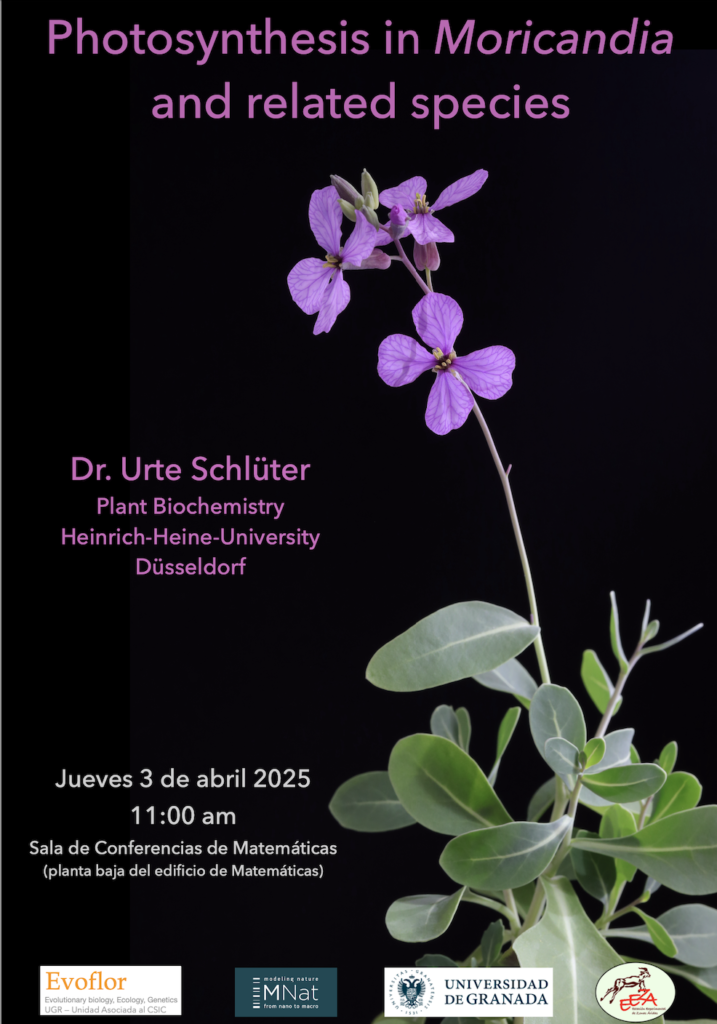 Photosynthesis in Moricandia and related species, a talk by Urte Schlüter