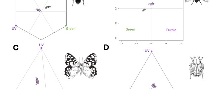El calor, los pigmentos florales y la paradoja de las flores de Moricandia arvensis El calor, los pigmentos florales y la paradoja de las flores de Moricandia arvensis