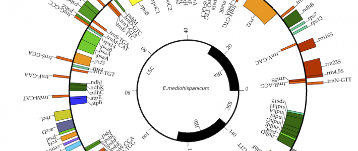 Comparative assessment shows the reliability of chloroplast genome assembly using RNA-seq