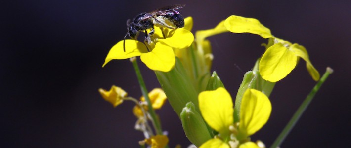 Pollination effectiveness in a generalist plant: adding the genetic component
