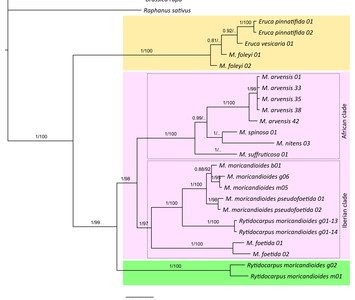Molecular phylogeny and evolutionary history of Moricandia DC (Brassicaceae)