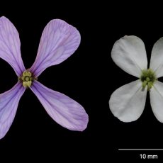 Within-individual phenotypic plasticity in flowers fosters pollination niche shift