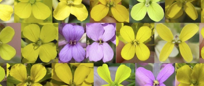 Role of pollinators in the evolution of corolla shape and color in Erysimum