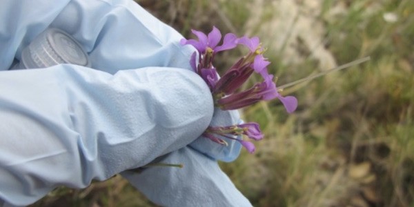 Nectar microbiome in simpatric and allopatric populations of the genus Erysimum