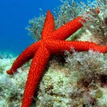 Echinaster-sepositus-Mediterranean-Red-Sea-Star-700x450
