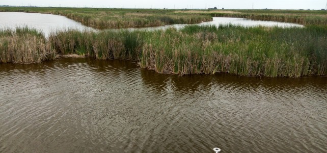 Mayberry Wetland