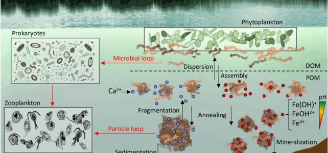 Calcium and iron promote reversible self‑assembly of dissolved organic matter into particles