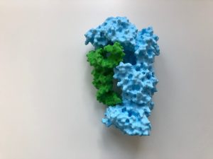 tRNA Synthase + tRNA