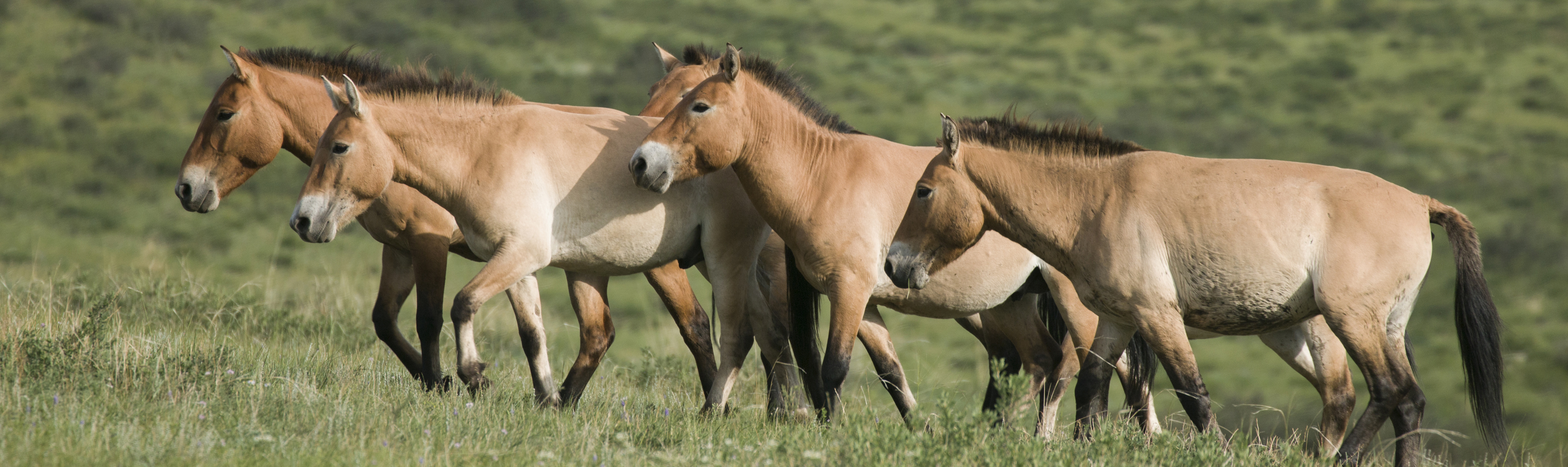 Mongolia: tierra de caballos