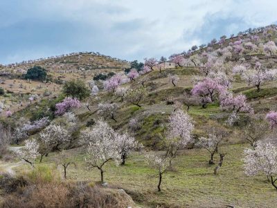 field with flowering almond trees in the Alpujarra